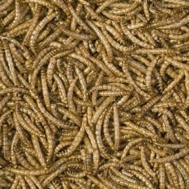Tropical Meal Worms