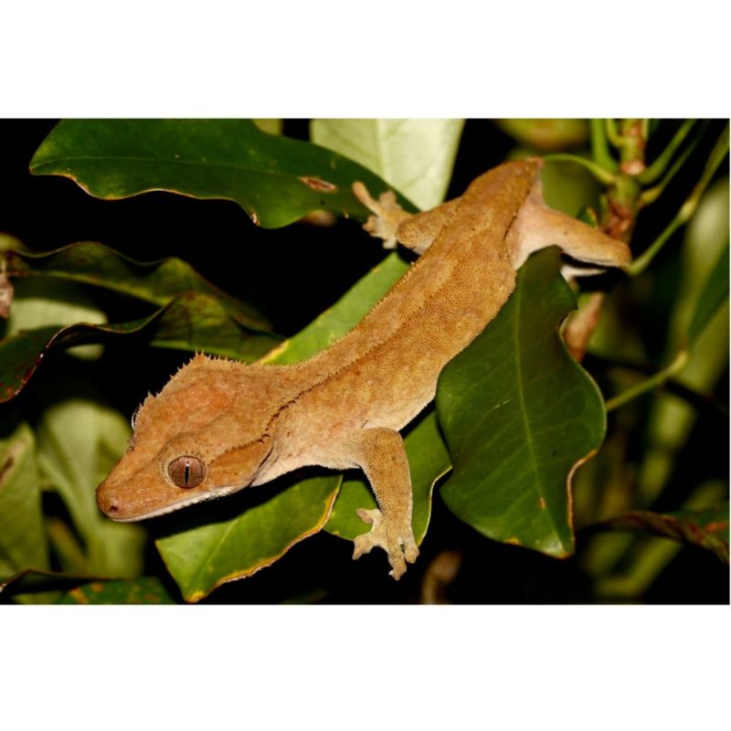 Crested_gecko_-_1