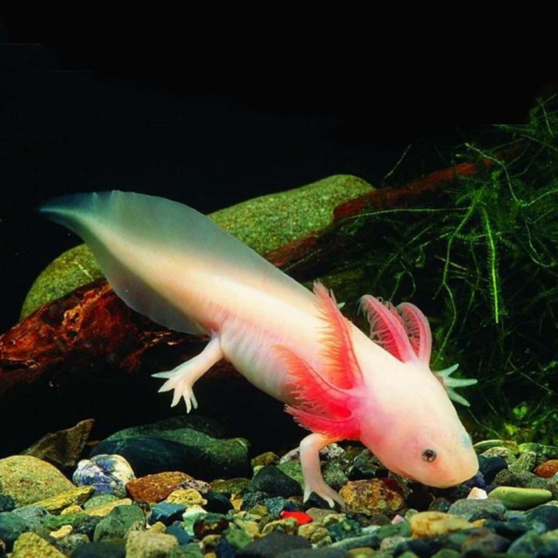 axolotl-white