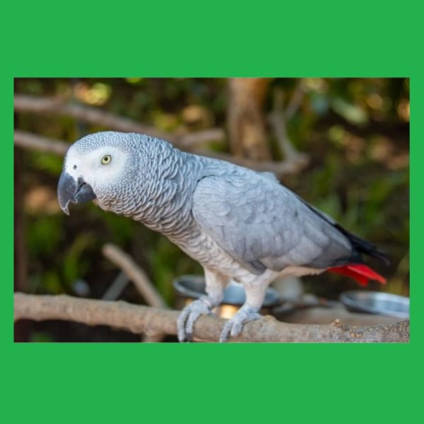 parrot zako african grey