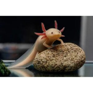 Axolotl Ο Μικρός Χαμογελαστός Δράκος